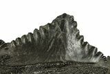 Bizarre Shark (Edestus) Jaw Section with Teeth - Carboniferous #312509-3